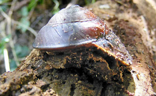 The Richmond River Keeled Snail photographed by John Morrison at Byrrill Creek. The Richmond River Keeled Snail photographed by John Morrison at Byrrill Creek.